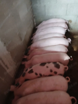 Porci de carne românești  - imagine 4