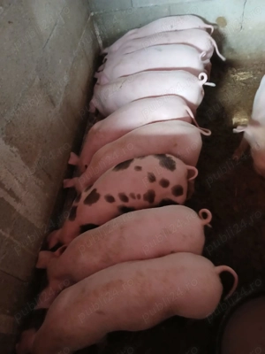 Porci de carne românești  - imagine 3