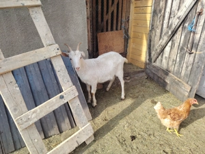 Vind 2 capre una pentru tăiat - imagine 4