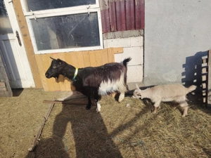 Vind 2 capre una pentru tăiat - imagine 3