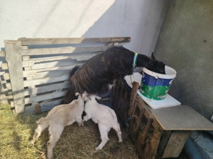 Vind 2 capre una pentru tăiat - imagine 2