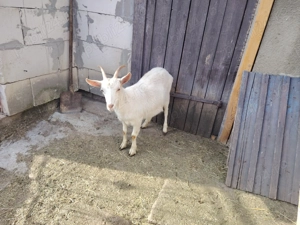 Vind 2 capre una pentru tăiat - imagine 5