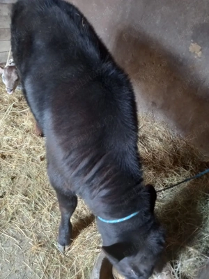 vițel Angus - imagine 2