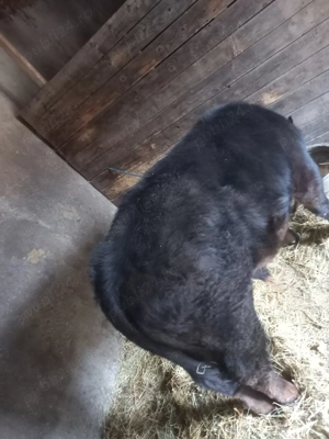 vițel Angus - imagine 3