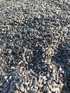 Vând floarea soarelui