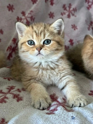 Pisici rasa british shorthair 