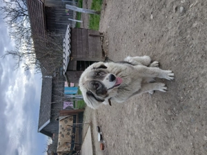 Vând câine ciobănesc de bucovina - imagine 5