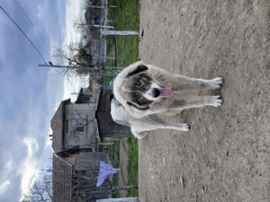 Vând câine ciobănesc de bucovina - imagine 3
