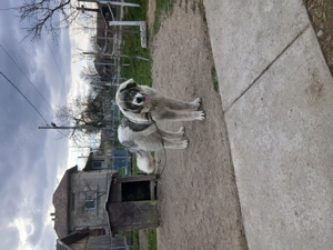 Vând câine ciobănesc de bucovina - imagine 2