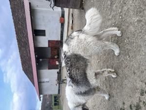 Vând câine ciobănesc de bucovina - imagine 4
