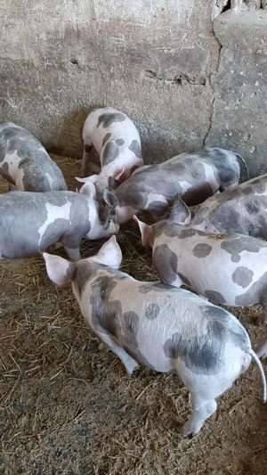 Vand purcei pietrain  - imagine 3