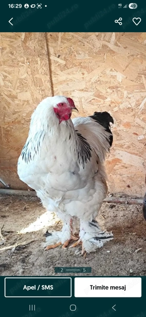 cocos brahma varsta 1 an - imagine 2