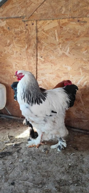 cocos brahma varsta 1 an - imagine 3