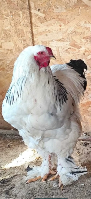 cocos brahma varsta 1 an