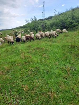 De vânzare Oi și Capre Miei si Iezi - imagine 5