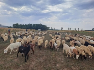 De vânzare Oi și Capre Miei si Iezi - imagine 2