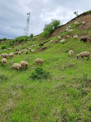 De vânzare Oi și Capre Miei si Iezi - imagine 4