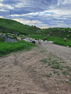 De vânzare Oi și Capre tot ce se vede miei și Iezi  - imagine 5