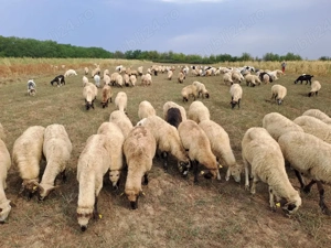 De vânzare Oi și Capre tot ce se vede miei și Iezi  - imagine 5