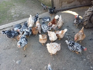 vând oua pita pinta rose si tarcatee - imagine 4