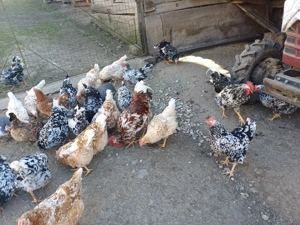 vând oua pita pinta rose si tarcatee - imagine 5