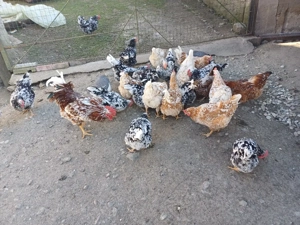 vând oua pita pinta rose si tarcatee - imagine 2