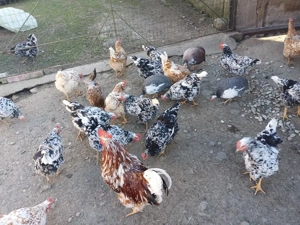 vând oua pita pinta rose si tarcatee - imagine 3