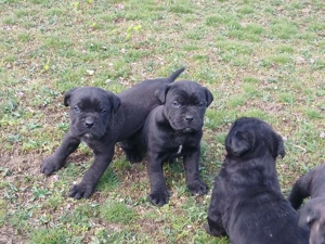 Cățeluș, care îsi caută stăpân  - imagine 4