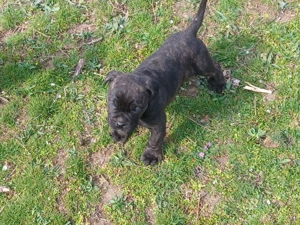 Cățeluș, care îsi caută stăpân  - imagine 2