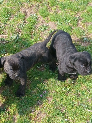 Cățeluș, care îsi caută stăpân  - imagine 3