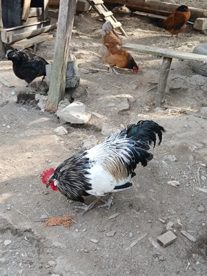 cocoși Lekenveder  - imagine 5