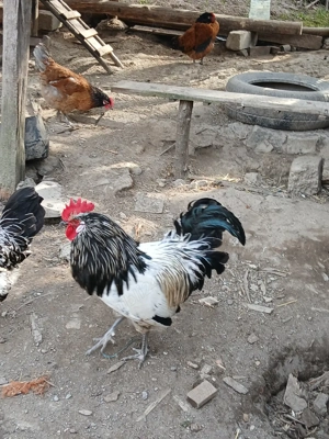 cocoși Lekenveder  - imagine 3