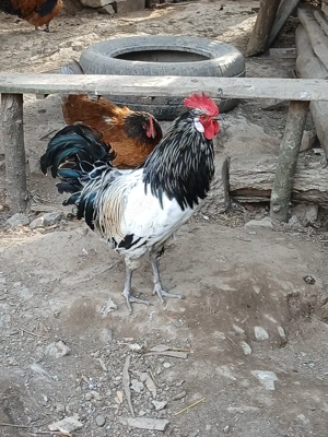 cocoși Lekenveder  - imagine 2