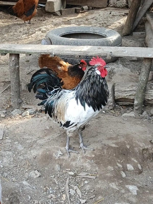 cocoși Lekenveder  - imagine 4