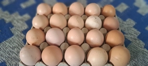 Oua de gasca sau gaina pentru incubat de vanzare - imagine 2