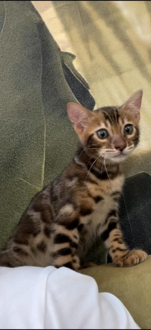 Vând Pui Pisică Bengal 