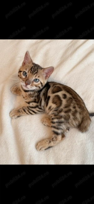 Vând pui pisică Bengal brown , ochii verzi 