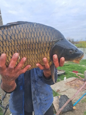 Repruducatori crap mare 7-8 kg