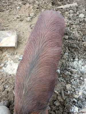 Porc duroc 130 kg - imagine 2