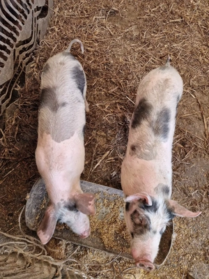 De vanzare - imagine 2