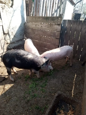 Grasuni aproximativ 50 kg