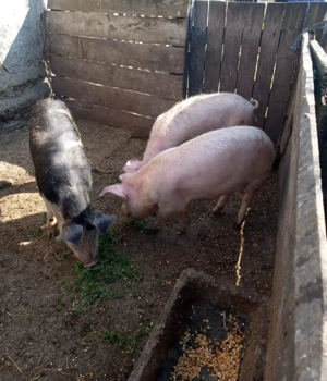 Grasuni aproximativ 50 kg - imagine 3