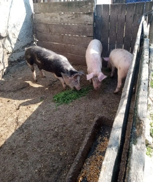 Grasuni aproximativ 50 kg - imagine 4