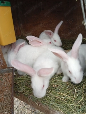 Iepurași de vânzare pentru Paște  - imagine 5