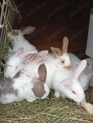 Iepurași de vânzare pentru Paște 