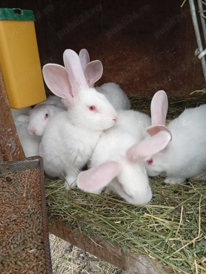 Iepurași de vânzare pentru Paște  - imagine 3