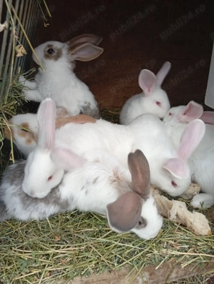 Iepurași de vânzare pentru Paște  - imagine 2