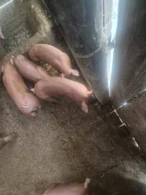 purcei de vanzare  - imagine 3