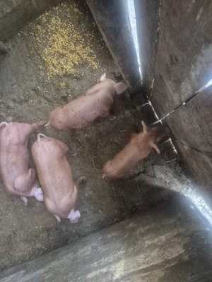 purcei de vanzare  - imagine 4