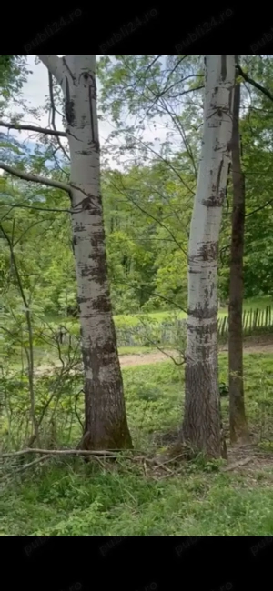 Teren extravilan comuna Barbatesti, Valcea, PARC NATIONAL!!! - imagine 3